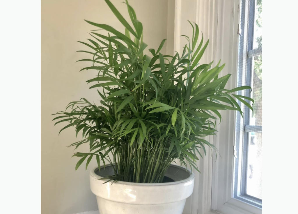 Parlor palm tree, best indoor house plants